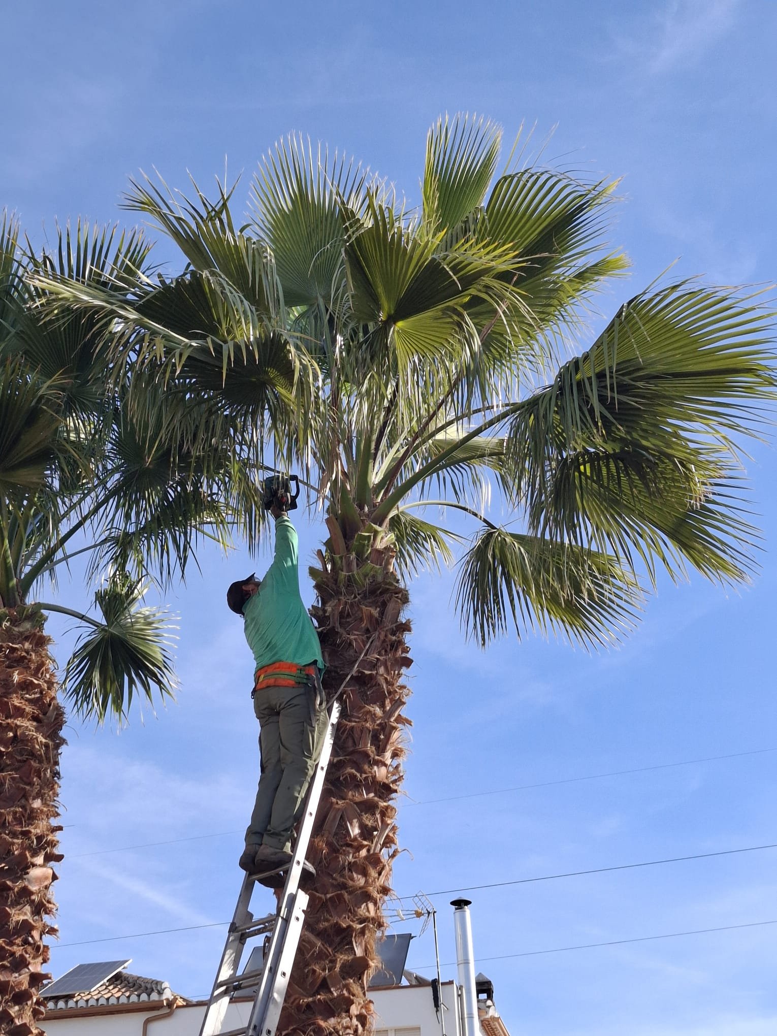 Francisco podando palmera en Granada
