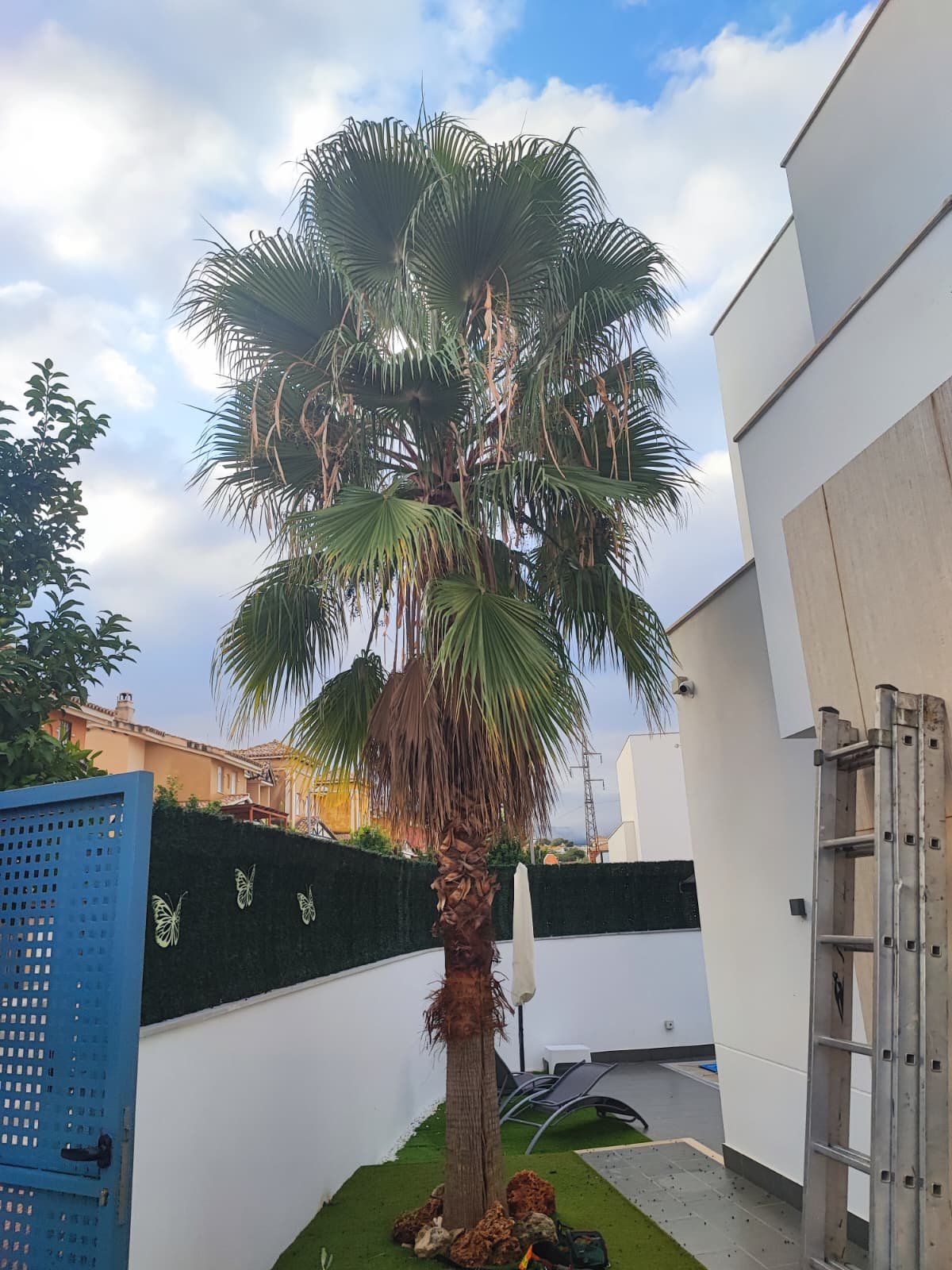 Palmeras antes poda Granada